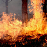 Austin Firefighters Look To California To Combat Wildfire Risk Austin