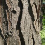 Basic Tree All Pictures Tree Identification Regional And Community