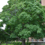 Basic Tree Tree Identification Regional And Community Forestry