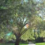 Basic Tree Tree Identification Regional And Community Forestry