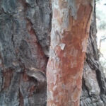 Basic Tree Tree Identification Regional And Community Forestry
