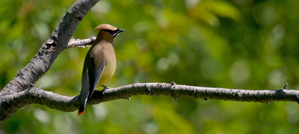 Birdwatching Programs