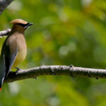 Birdwatching Programs
