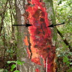 Sudden Oak Death Public Works And Environmental Services