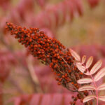 Sumac Smooth TheTreeFarm