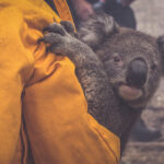 The Fireman And The Koala The Hub By NRMA Insurance